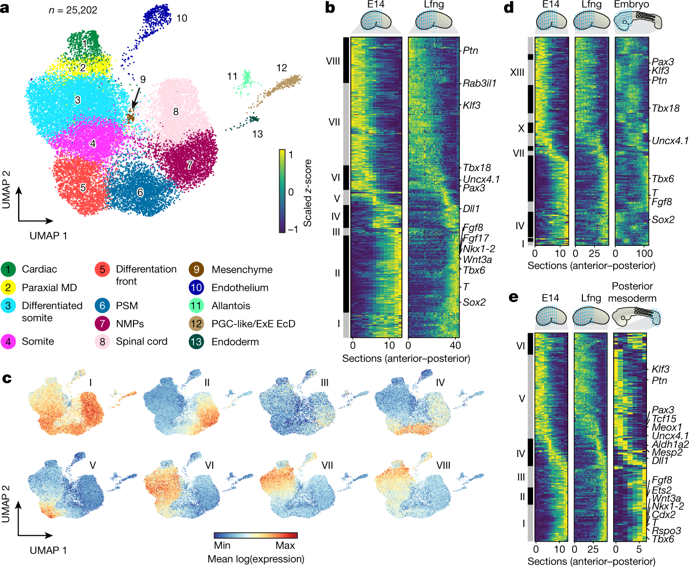 Single Cell And Spatial Transcriptomics Reveal Somitogenesis In Gastruloids Nature Single Cell And Spatial Transcriptomics Reveal Somitogenesis In Gastruloids Nature