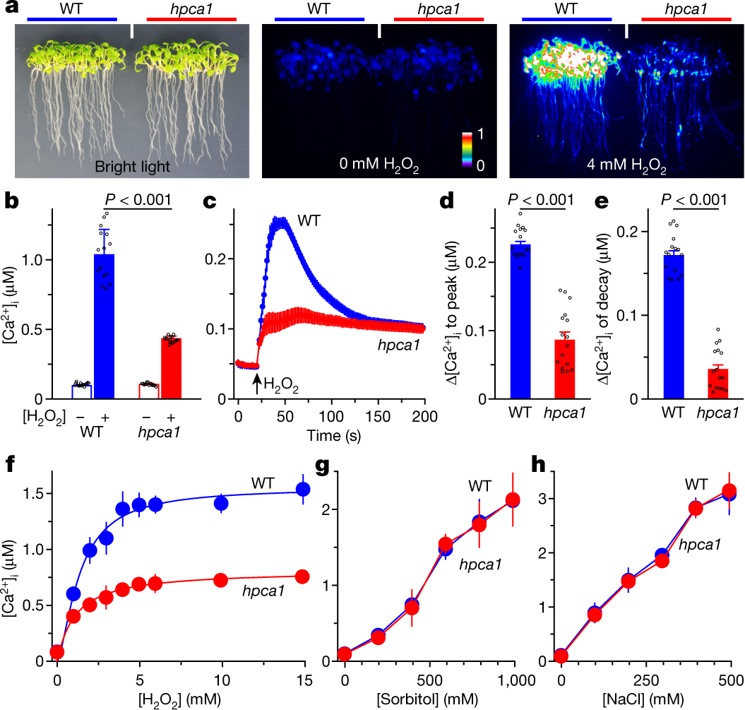 Hydrogen peroxide sensor HPCA1 is an LRR receptor kinase in Arabidopsis Nature image photo