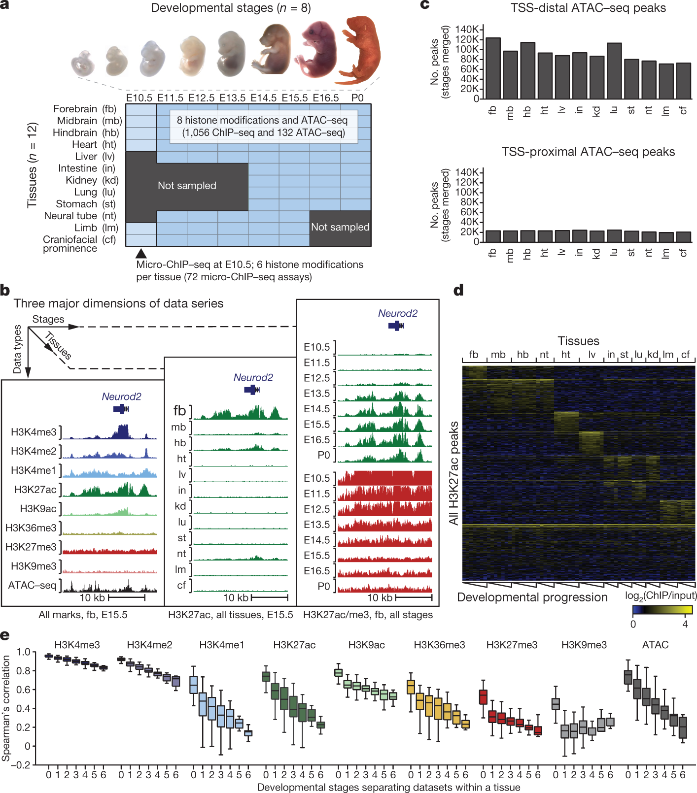 An atlas of dynamic chromatin landscapes in mouse fetal development Nature photo