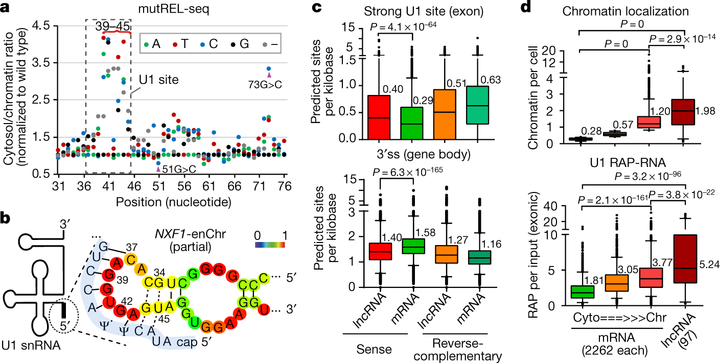 U1 Snrnp Regulates Chromatin Retention Of Noncoding Rnas Nature