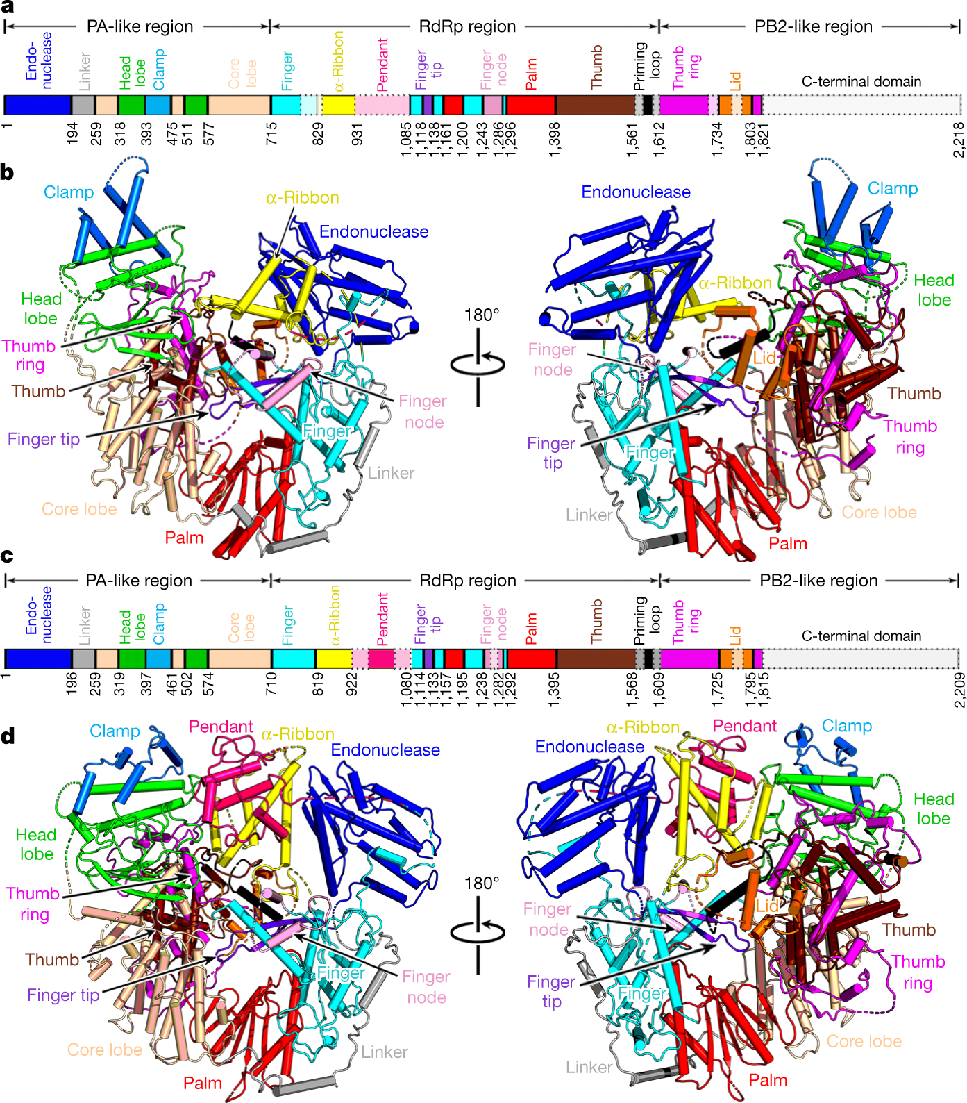 Structural Insight Into Arenavirus Replication Machinery Nature