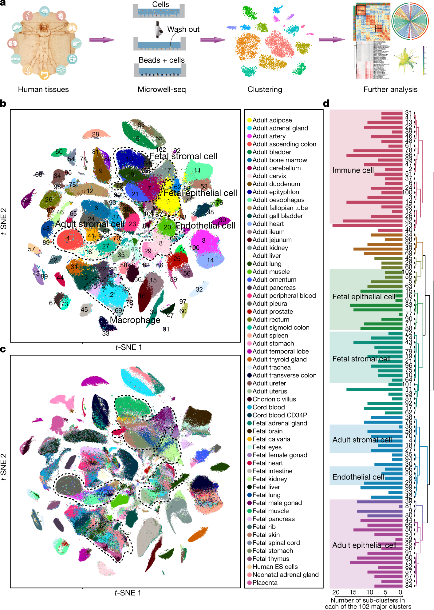 Construction Of A Human Cell Landscape At Single Cell Level Nature Construction Of A Human Cell Landscape At Single Cell Level Nature
