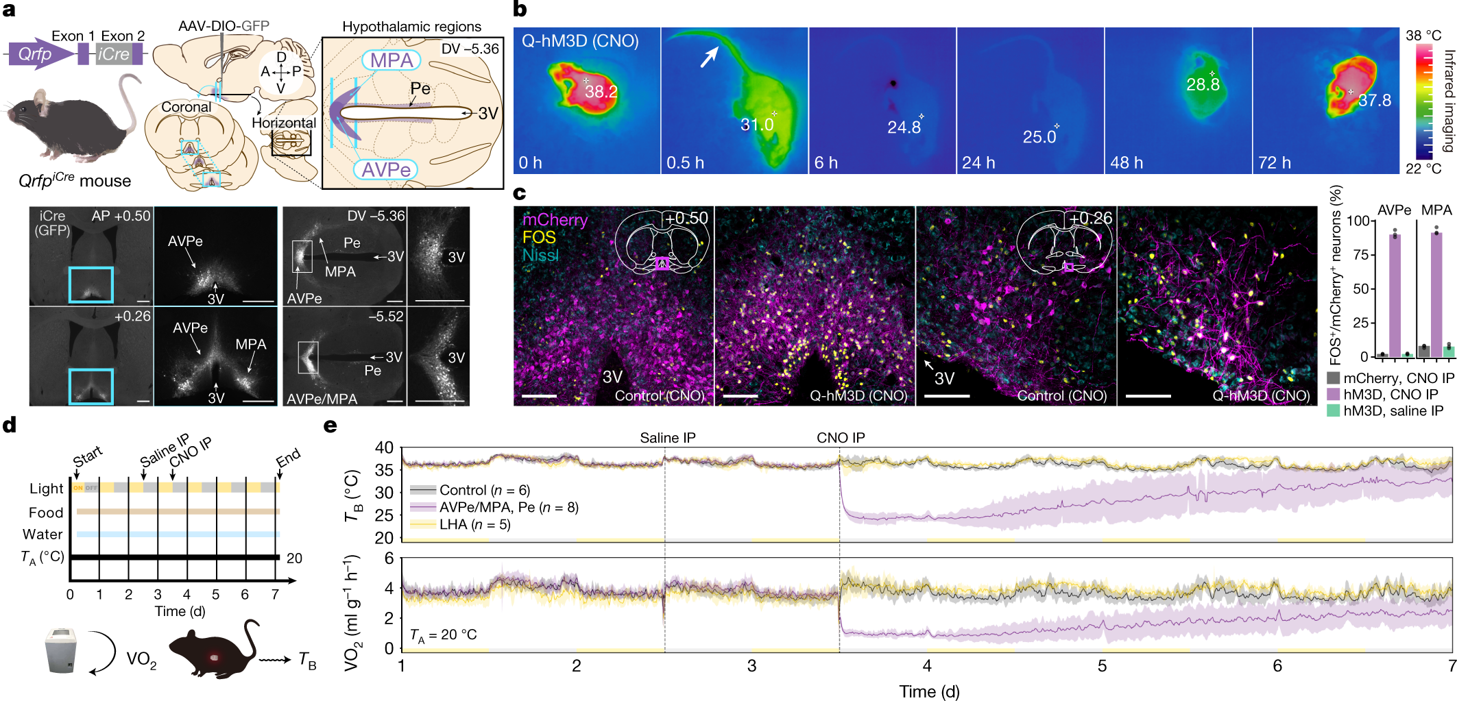 A discrete neuronal circuit induces a hibernation-like state in rodents |  Nature