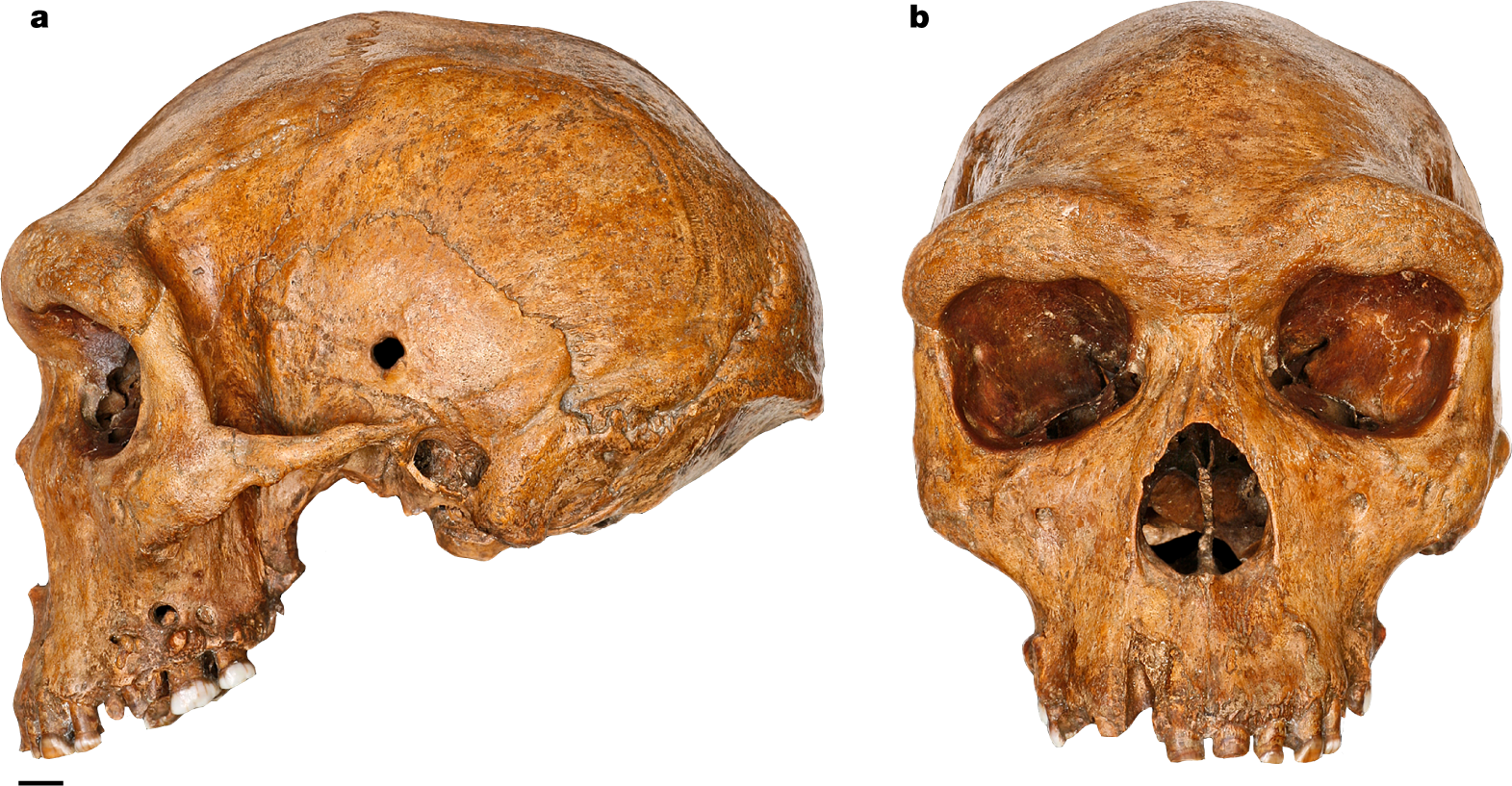 Dating the skull from Broken Hill, Zambia, and its position in ...