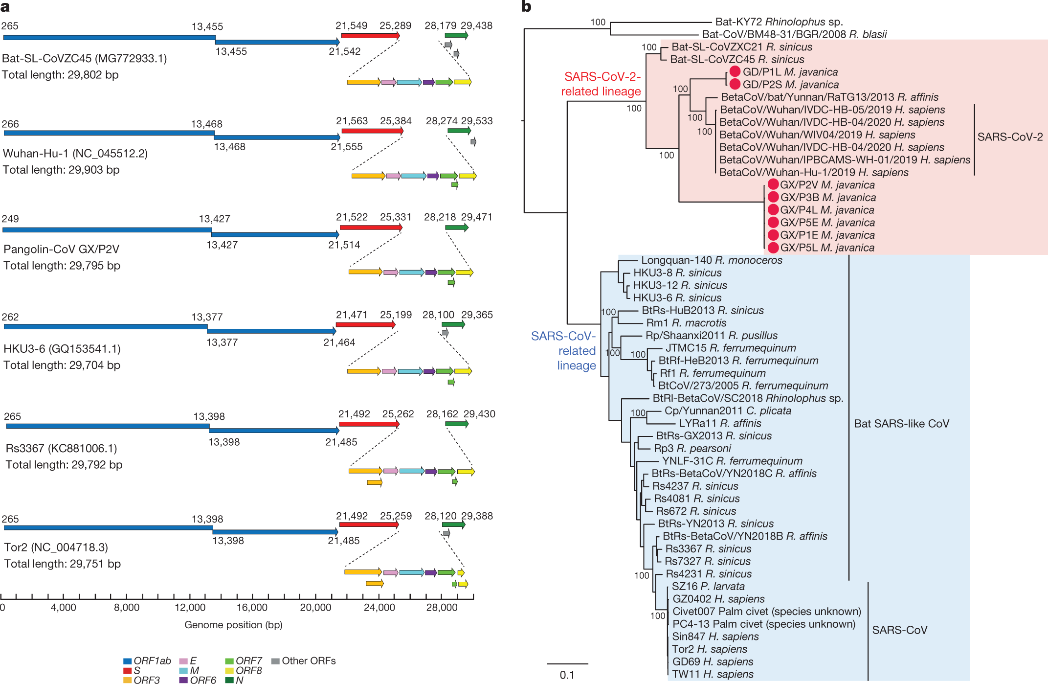 Identifying SARS-CoV-2-related coronaviruses in Malayan pangolins ...