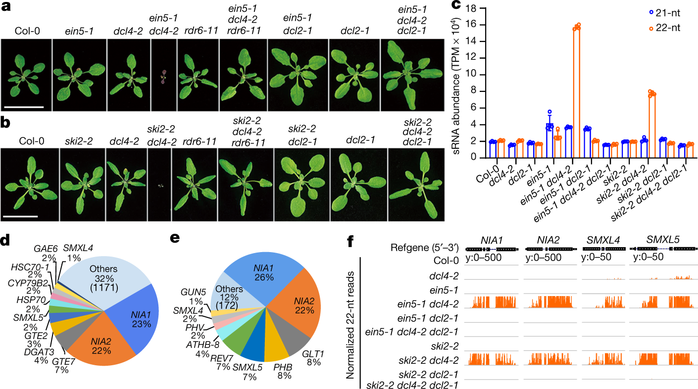 Plant 22 Nt Sirnas Mediate Translational Repression And Stress Adaptation Nature