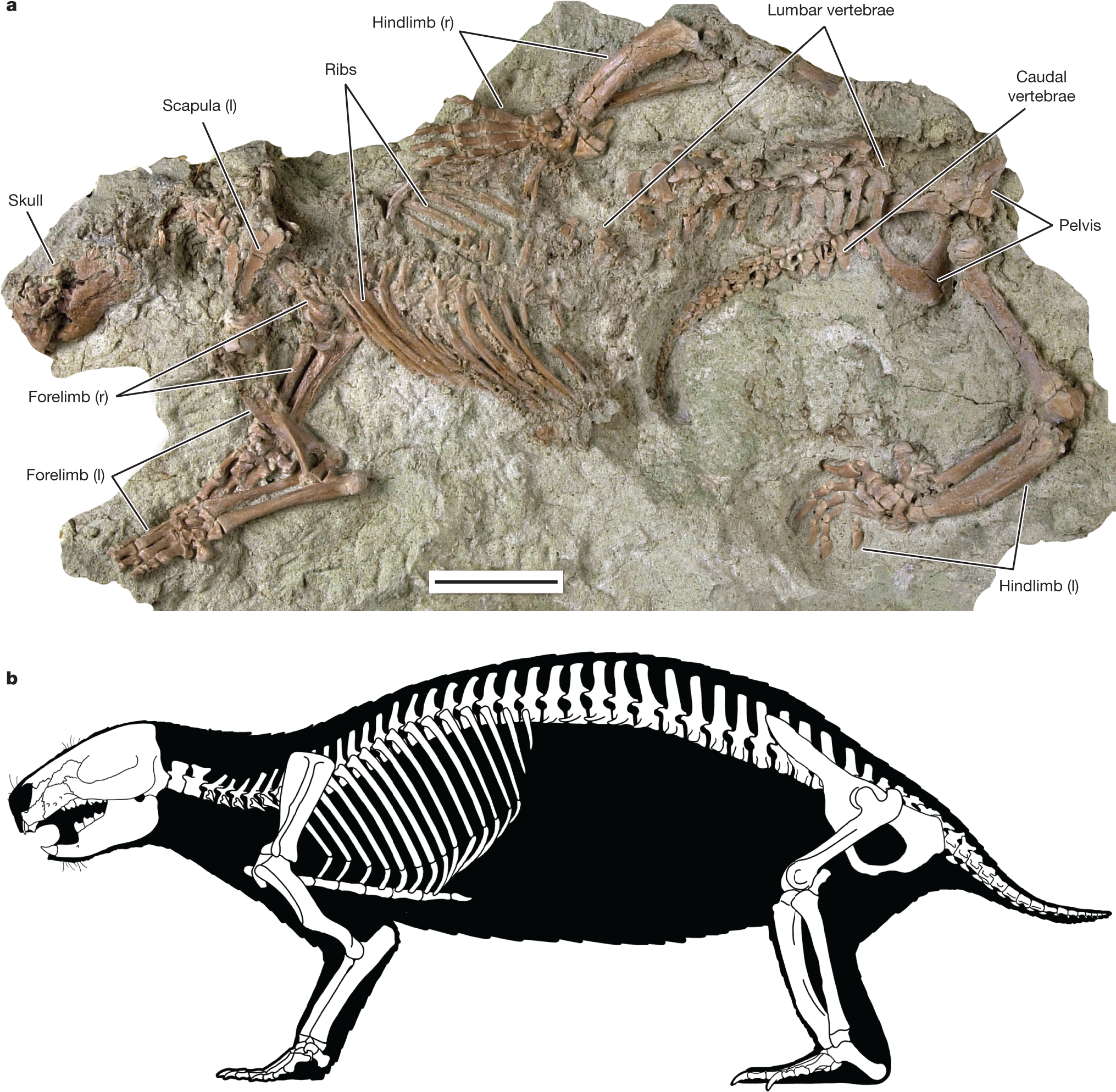Skeleton of a Cretaceous mammal from Madagascar reflects long-term  insularity | Nature