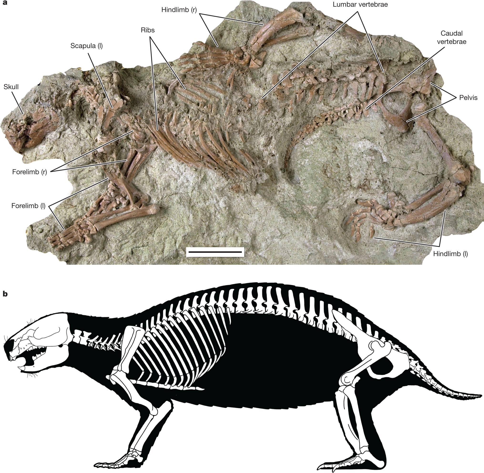 The origin and early evolution of metatherian mammals: the Cretaceous record