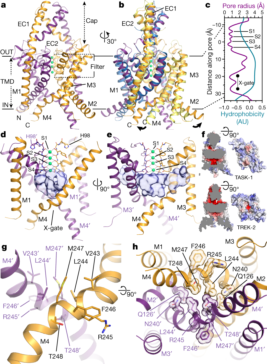 A lower X-gate in TASK channels traps inhibitors within the vestibule |  Nature