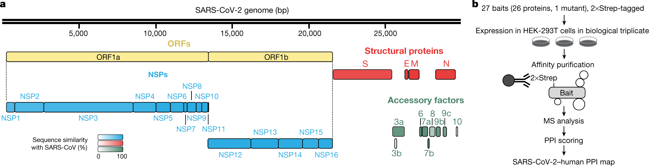 A SARS-CoV-2 protein interaction map reveals targets for drug repurposing |  Nature