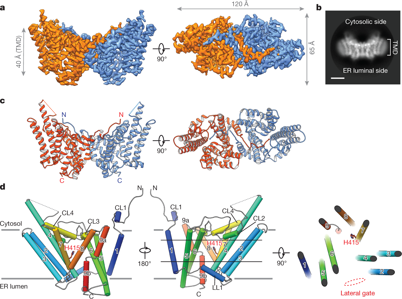 Structure and catalytic mechanism of a human triacylglycerol-synthesis  enzyme | Nature