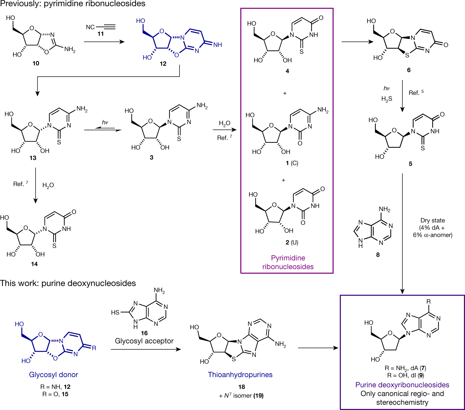 Structure−Activity Relationship of Purine Ribonucleosides for