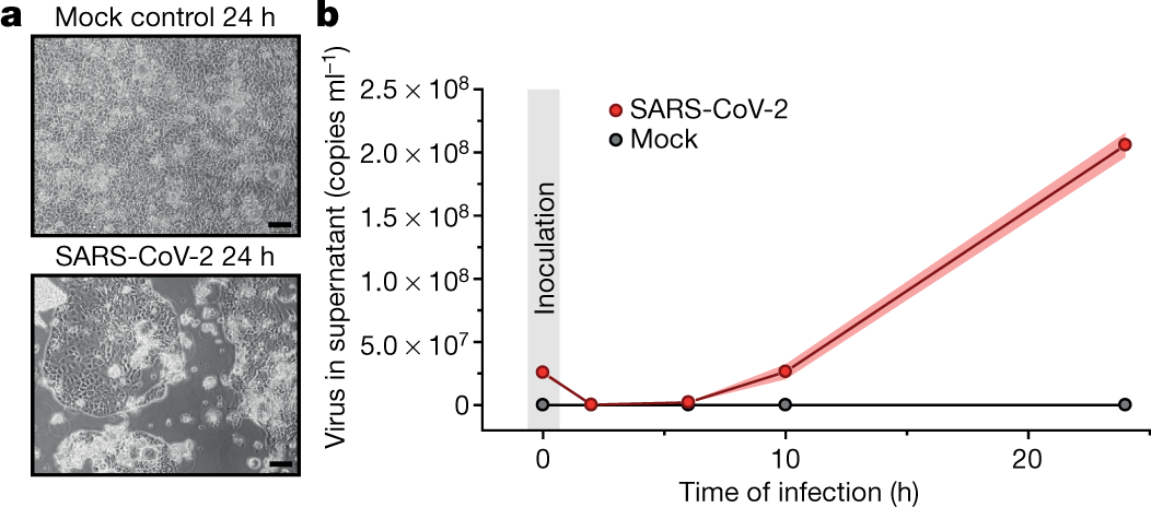 Proteomics Of Sars Cov 2 Infected Host Cells Reveals Therapy Targets Nature