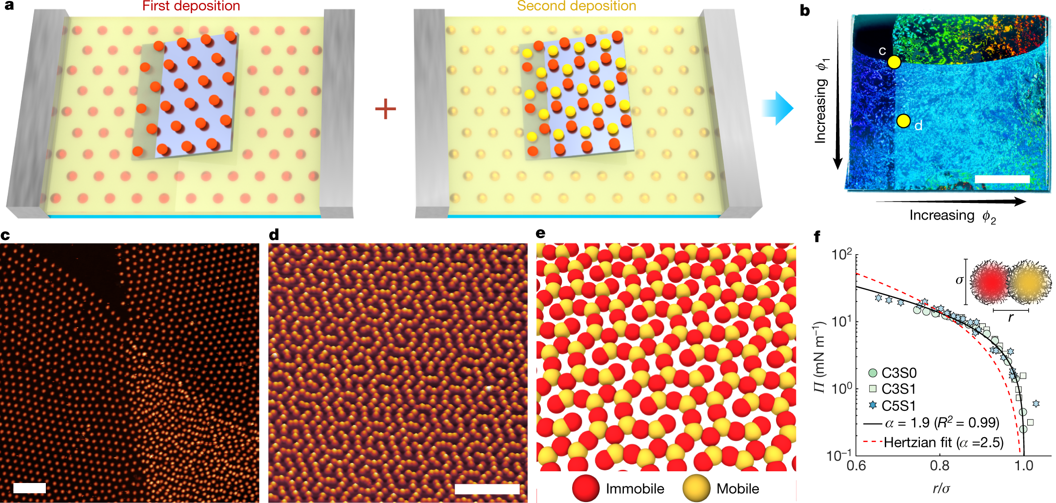 Self-templating assembly of soft microparticles into complex tessellations  | Nature