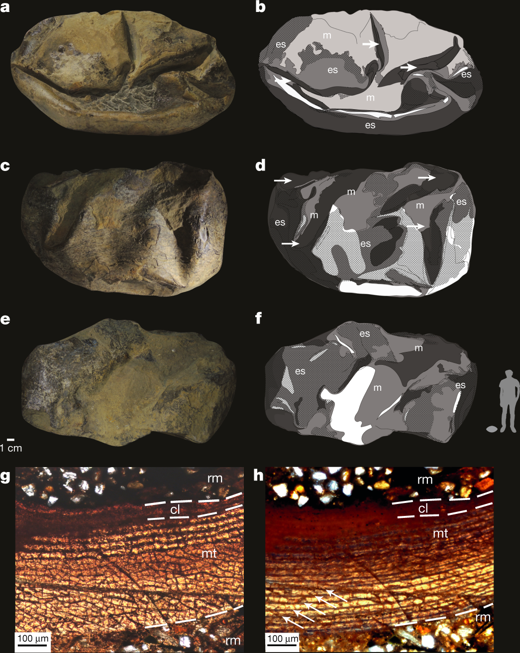 Giant Egg Discovered in Antarctica Belonged to Marine Reptile