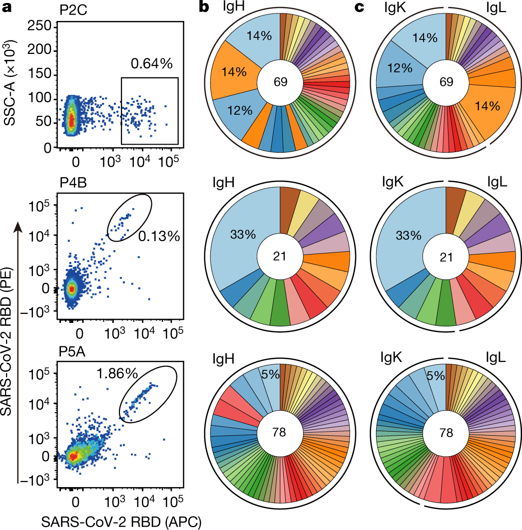 Fig. 2: Single B cell antibody cloning and repertoire analysis.