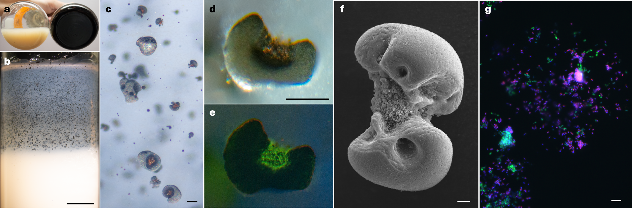  Bacterial chemolithoautotrophy via manganese oxidation 