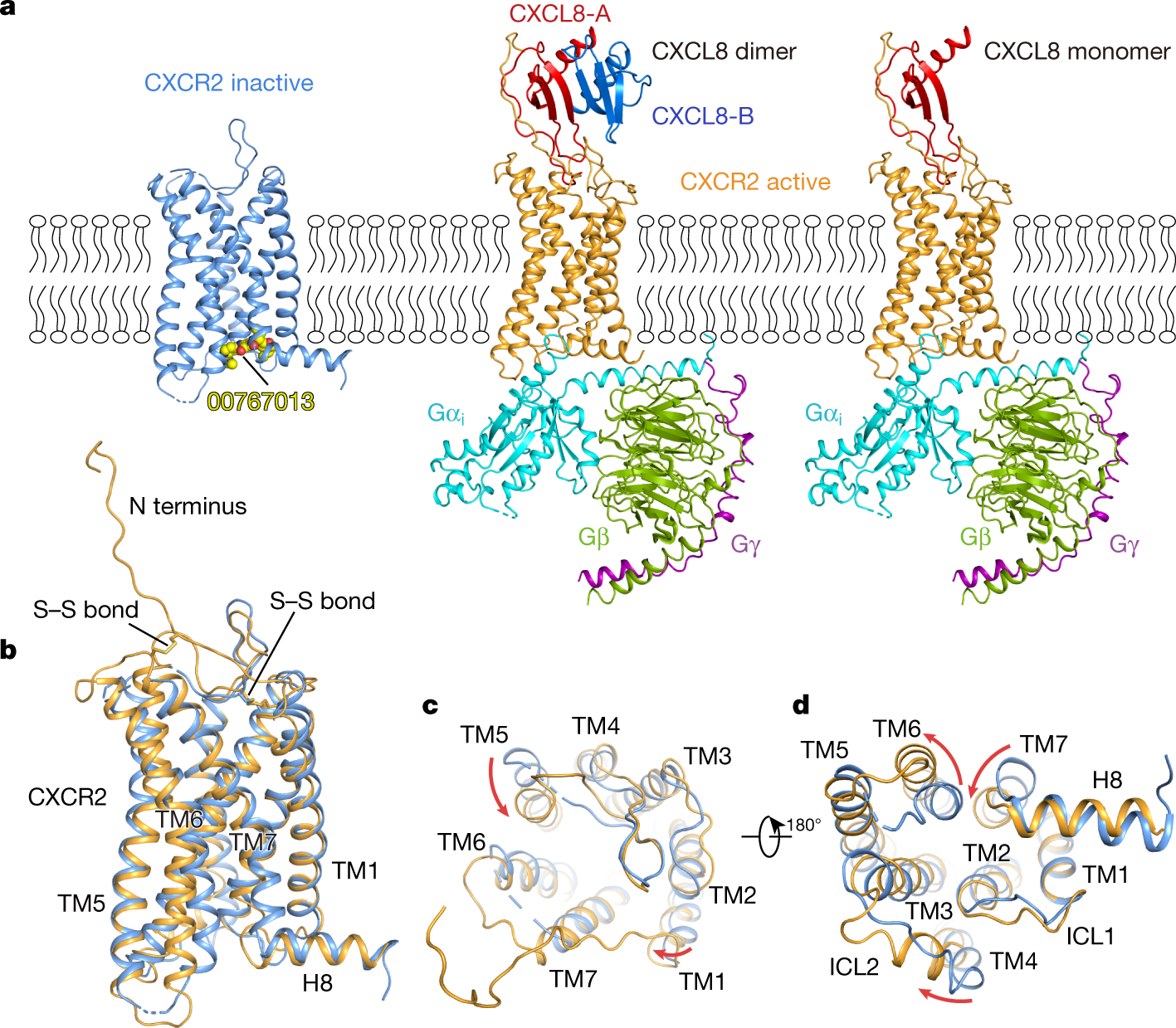 Molecular Basis of Chemokine CXCL5-Glycosaminoglycan Interactions -  ScienceDirect
