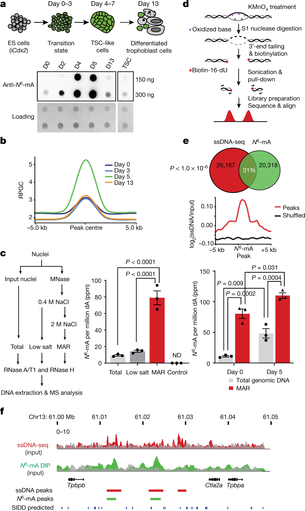 N6-methyladenine in DNA antagonizes SATB1 in early development | Nature