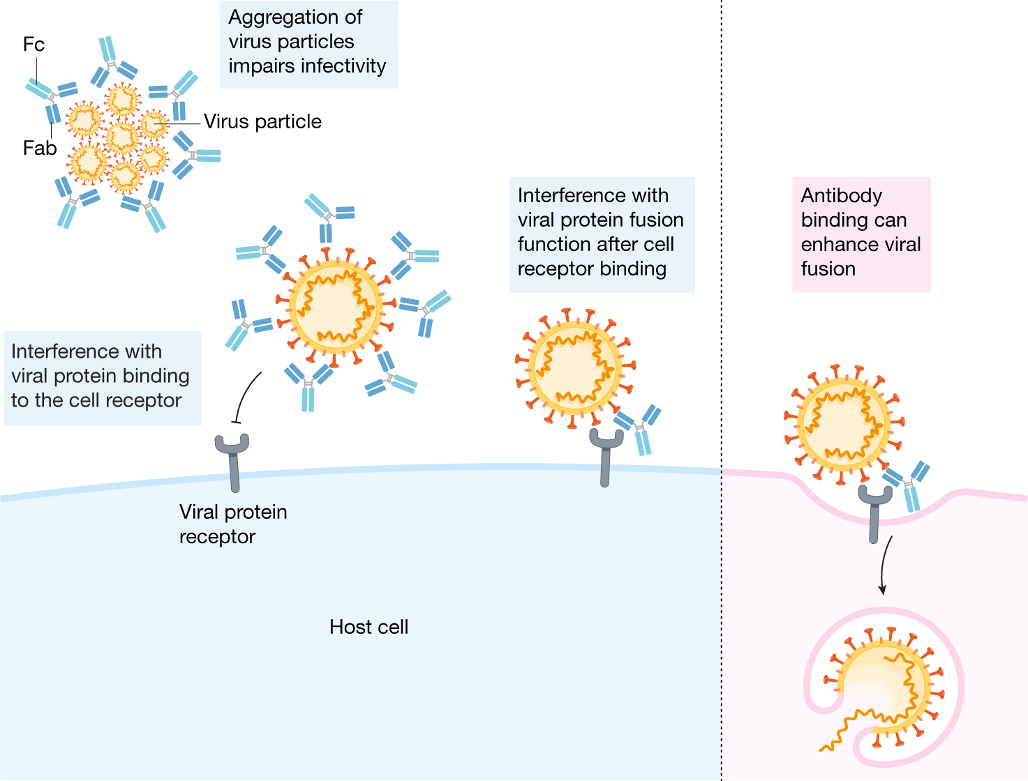 A perspective on potential antibody-dependent enhancement of SARS 