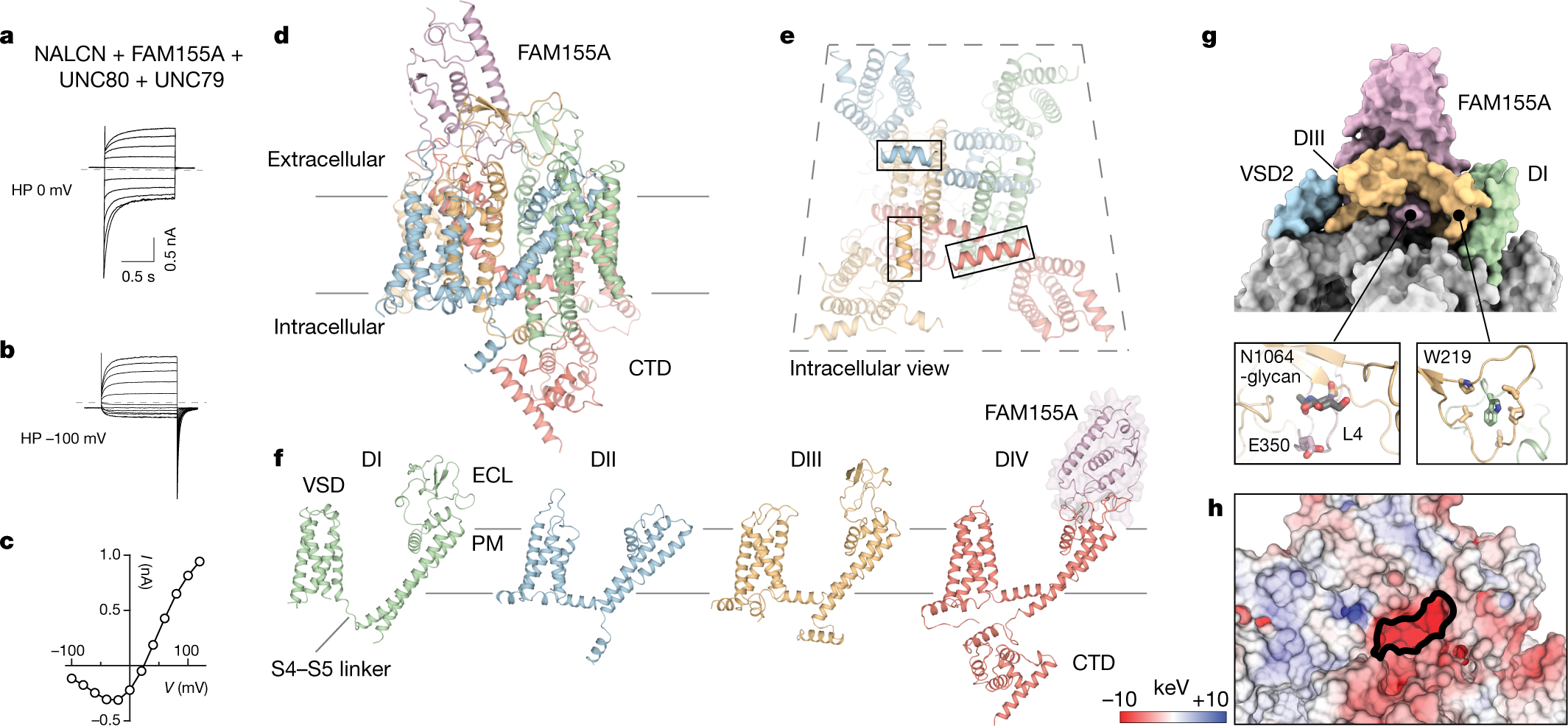 Structure Of The Human Sodium Leak Channel Nalcn Nature