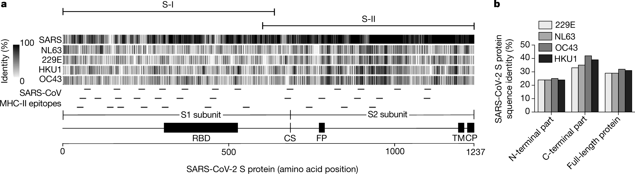 Fig. 1: Structural domains, homology and MHC-II epitopes of the SARS-CoV-2 S protein.