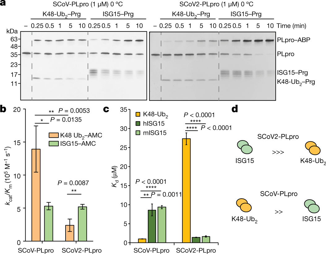 Papain Like Protease Regulates Sars Cov 2 Viral Spread And Innate Immunity Nature