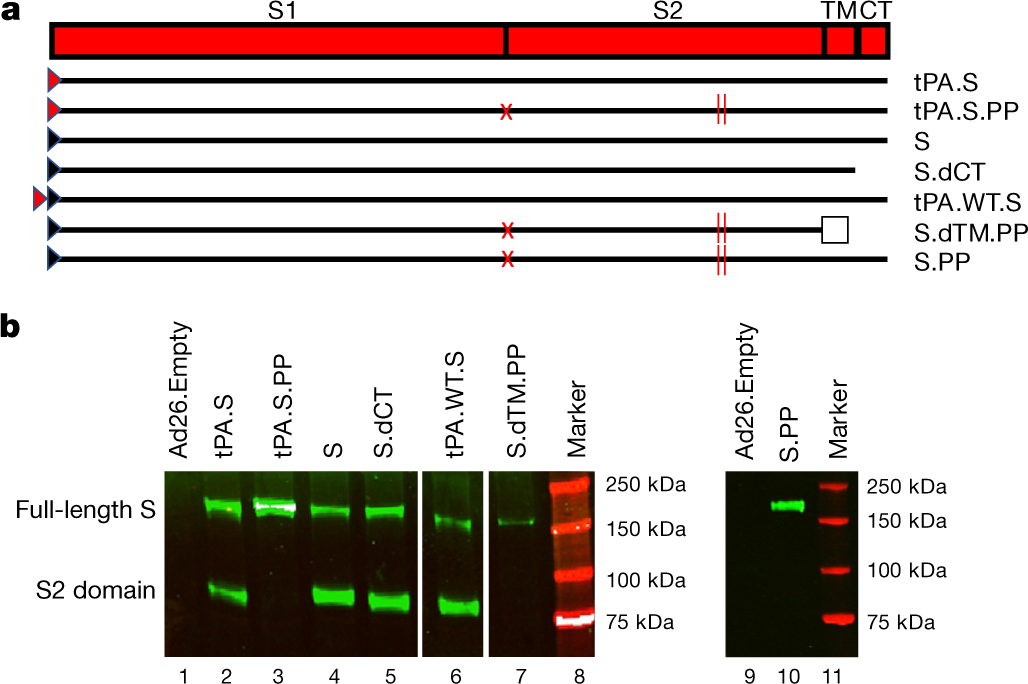 Single Shot Ad26 Vaccine Protects Against Sars Cov 2 In Rhesus Macaques Nature Single Shot Ad26 Vaccine Protects Against Sars Cov 2 In Rhesus Macaques Nature