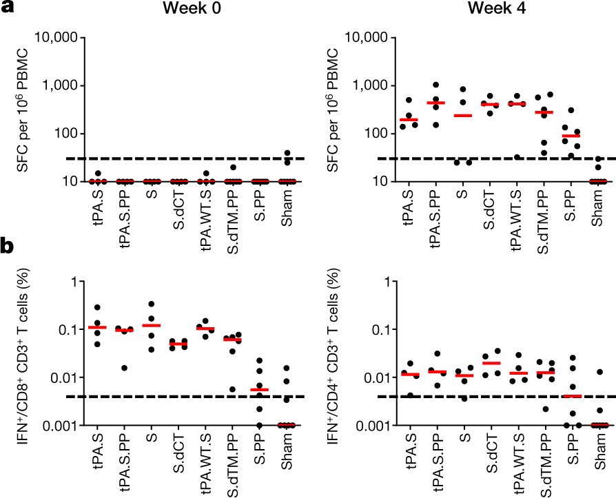 Fig. 3: Cellular immune responses in vaccinated rhesus macaques.