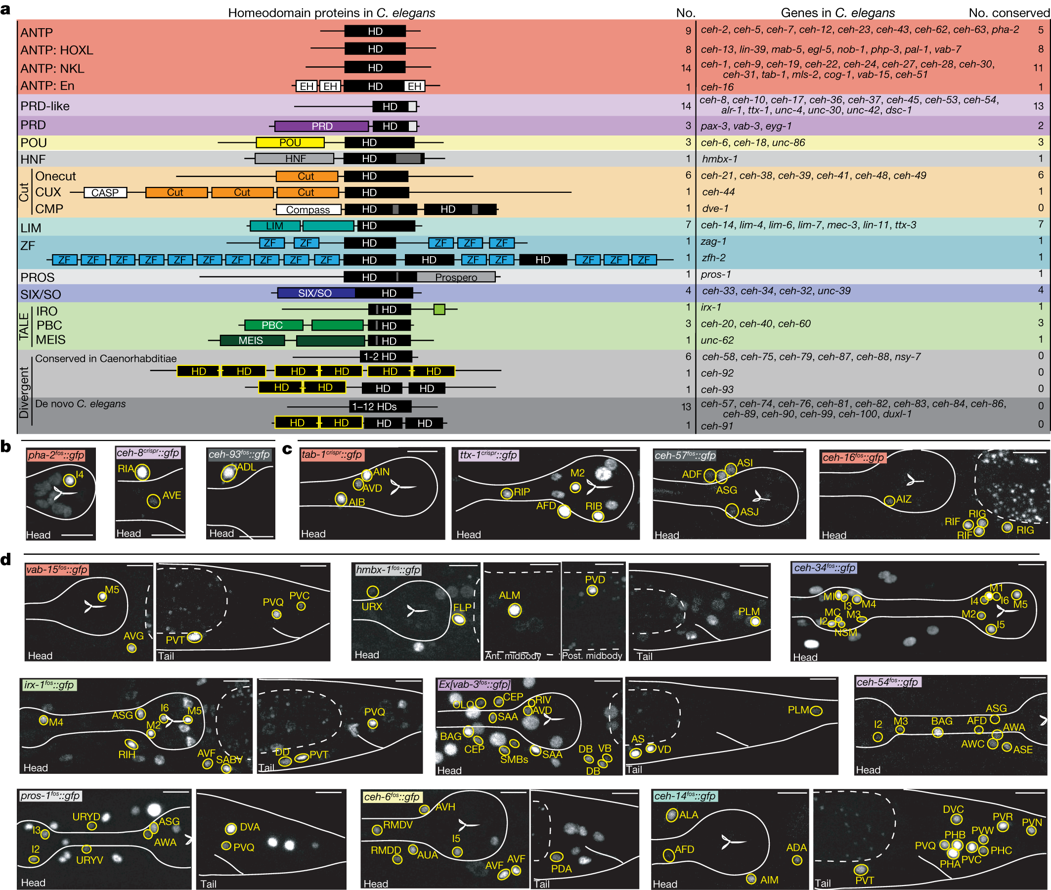 Unique homeobox codes delineate all the neuron classes of C. elegans |  Nature