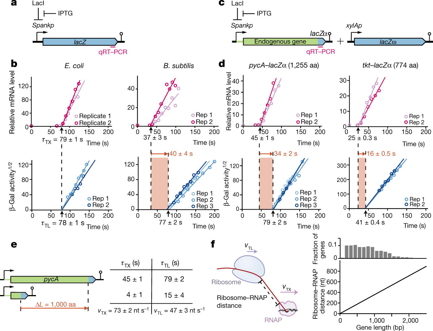 Functionally Uncoupled Transcription Translation In Bacillus Subtilis Nature