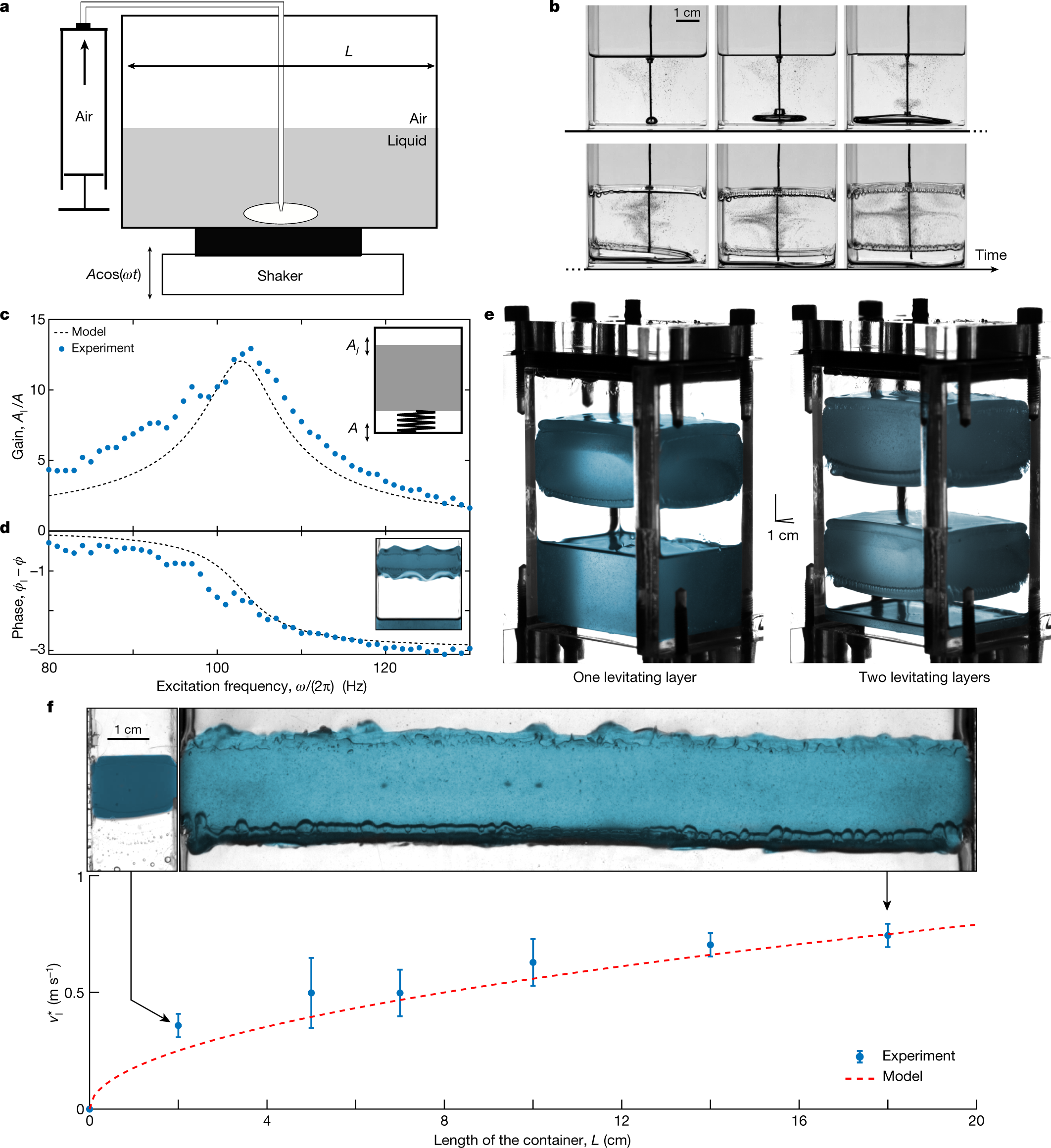 a, Schéma de l'équilibre des forces aux deux interfaces              opposées; la force de flottabilité annule le poids des corps              immergés, où Vim est le volume immergé. b, Profil typique du              potentiel statique (bleu) le long de la direction verticale              z en négligeant les effets dynamiques. Deux positions              d'équilibre apparaissent à chaque interface; l'équilibre              inférieur est instable. Encarts, grossissements du potentiel              à proximité des positions d'équilibre avec ajout de l'effet              de stabilisation dynamique (ligne rouge; voir Informations              complémentaires). c, Vues latérales colorisées numériquement              de sphères en plastique de 2 cm de diamètre, flottant vers              le haut et vers le bas avec une densité inférieure (gauche)              et supérieure (droite). d, Positions d'équilibre moyennées              dans le temps pour des sphères de 2 cm de diamètre avec des              masses variables, en fonction du volume immergé à              l'interface supérieure (carrés bleus) et à l'interface              inférieure (losanges rouges). Les cercles noirs donnent les              positions d'équilibre obtenues sans secousse. La ligne en              pointillé est donnée par le principe d'Archimède avec ρl              mesuré expérimentalement = 1.1 kg l−1 pour le glycérol. Les              barres d'erreur correspondent à des valeurs extrêmes sur              trois mesures. e, Bateaux flottant au-dessus et au-dessous              d'une couche de liquide en lévitation (voir la vidéo              supplémentaire 6; coloriée numériquement).