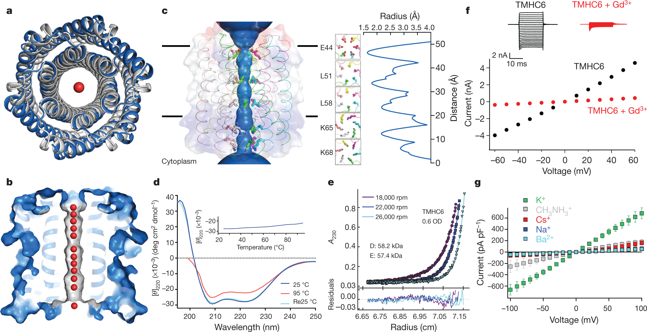 Computational design of transmembrane pores | Nature