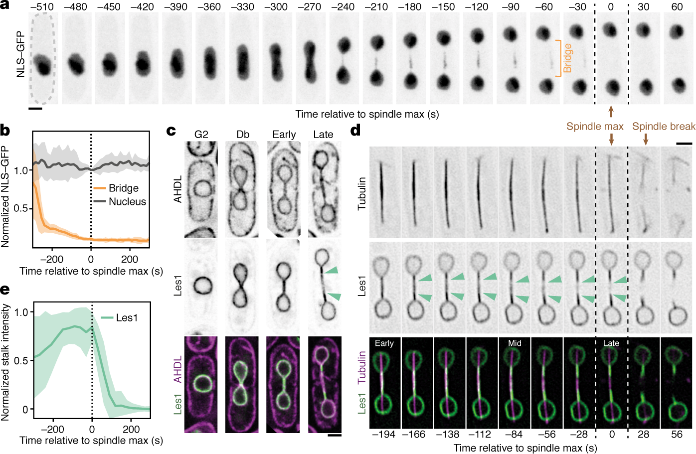 Closed Mitosis Requires Local Disassembly Of The Nuclear Envelope Nature