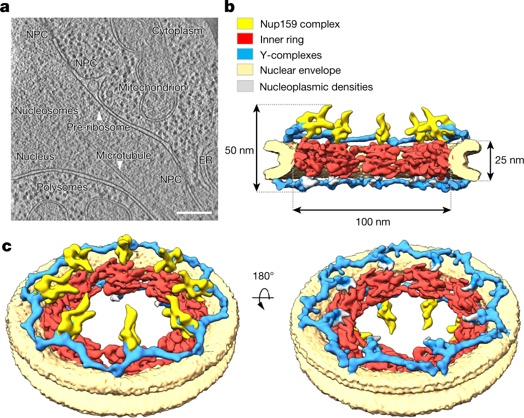 In-cell architecture of the nuclear pore and snapshots of its turnover |  Nature