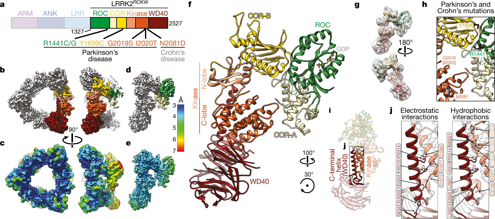 Structure of LRRK2 in Parkinson's disease and model for microtubule  interaction | Nature