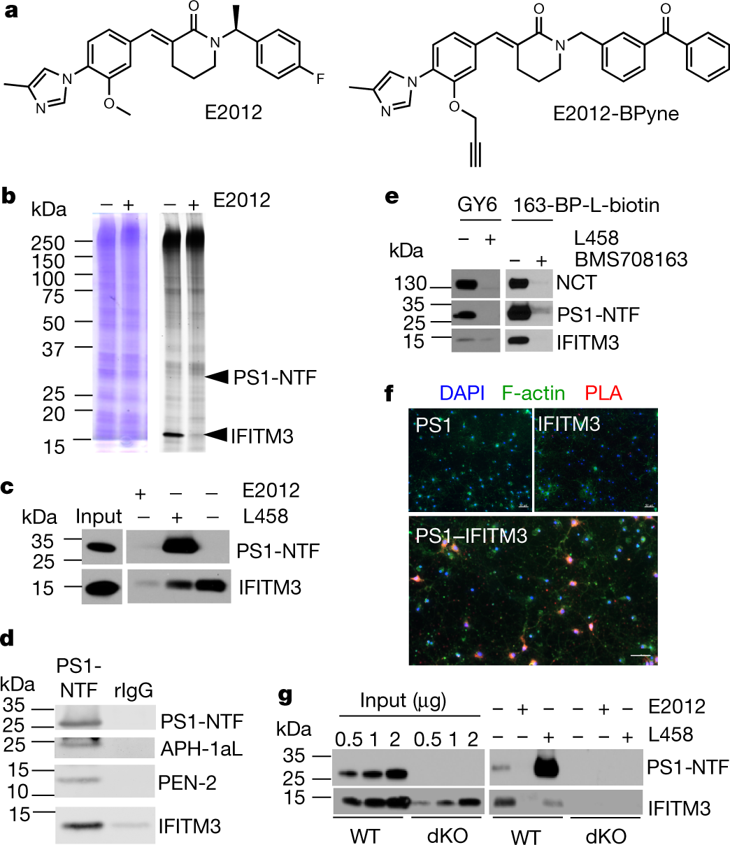 The innate immunity protein IFITM3 modulates γ-secretase in Alzheimer's  disease | Nature