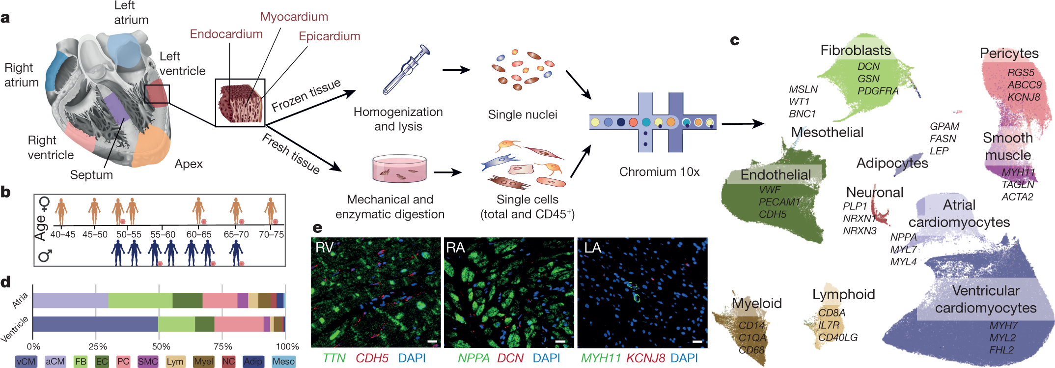 Cells of the adult human heart | Nature