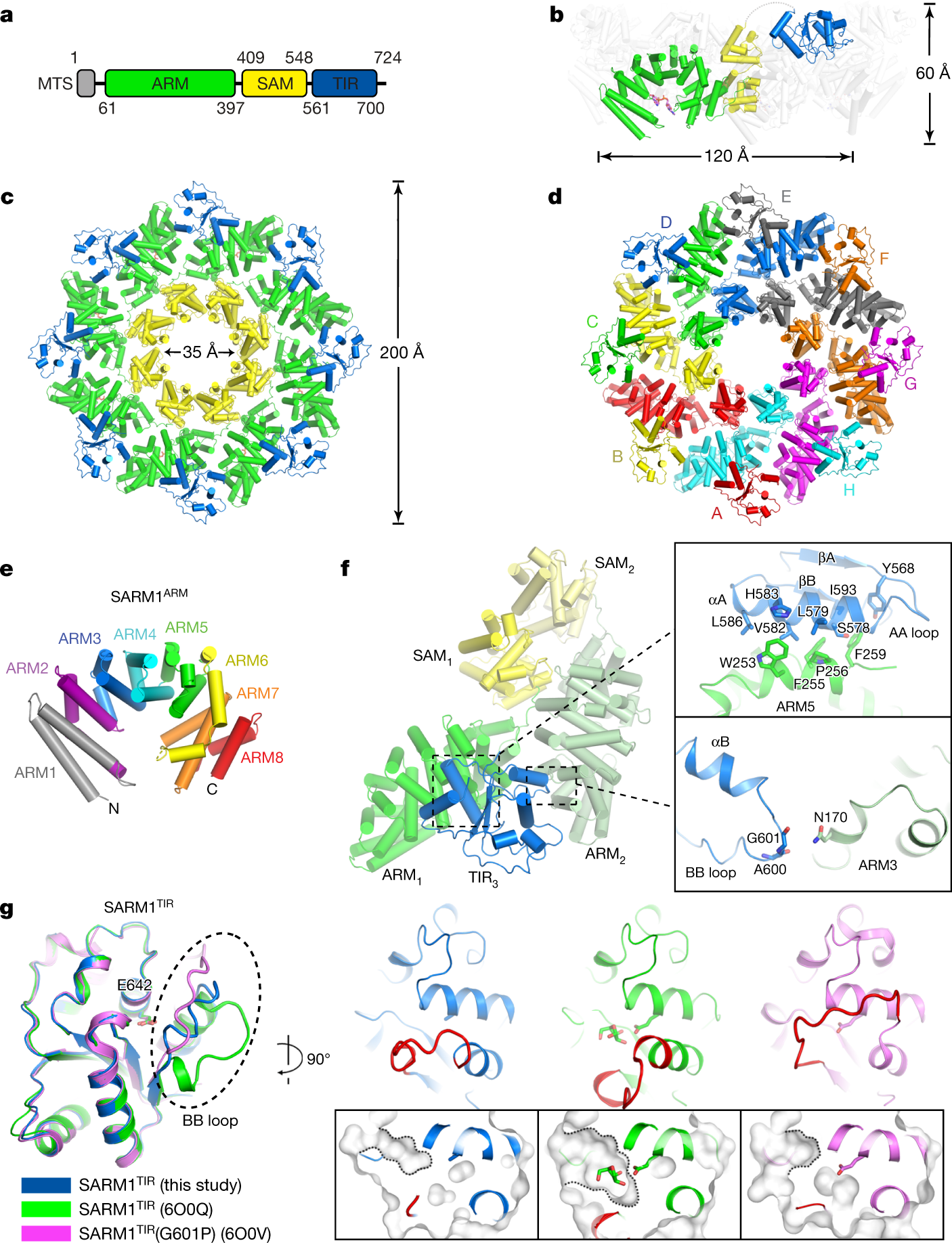 The NAD+-mediated self-inhibition mechanism of pro