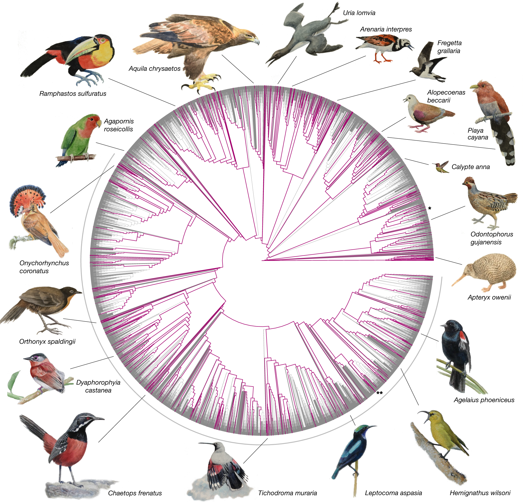 Dense sampling of bird diversity increases power of comparative genomics |  Nature