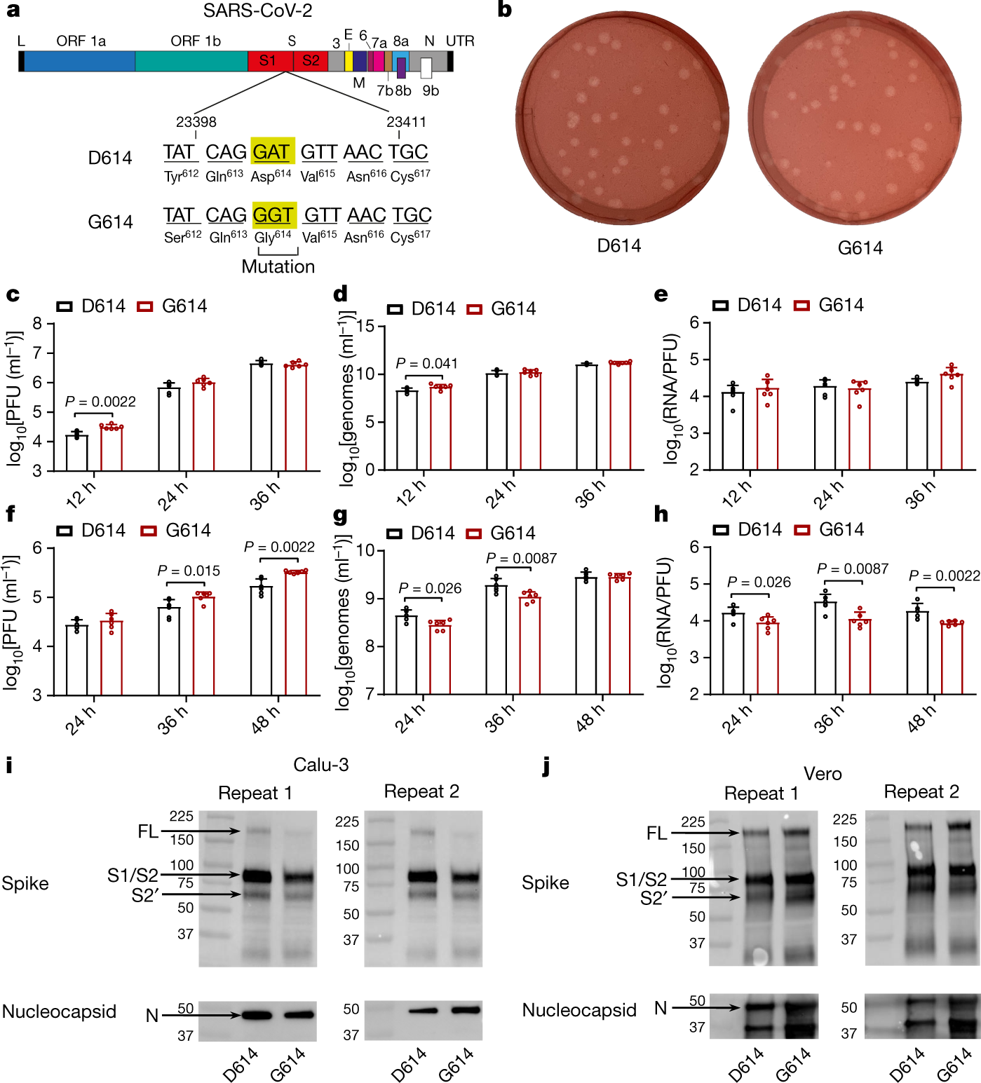 Fig. 1: Spike D614G substitution increases SARS-CoV-2 replication in Calu-3 cells by increasing virion infectivity.