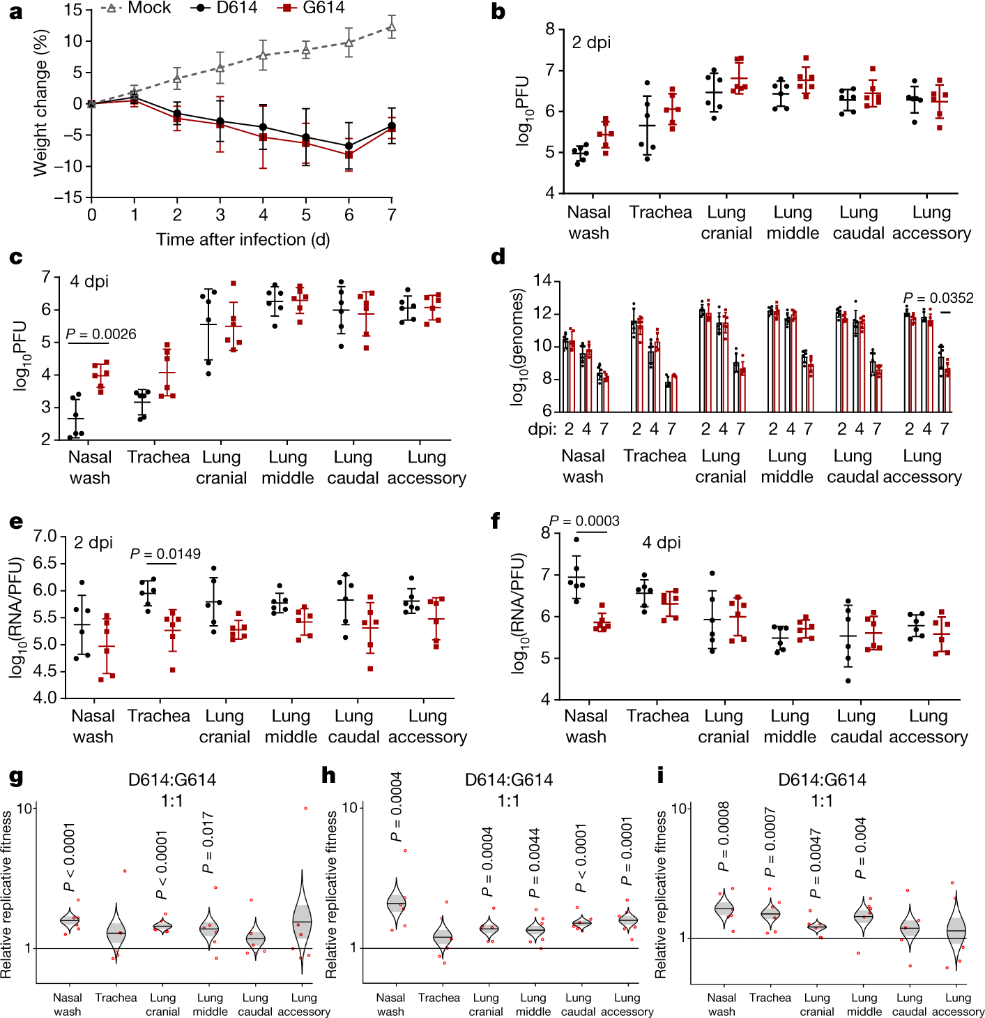 Fig. 2: Spike D614G substitution increases SARS-CoV-2 replication in the upper airway, but not the lungs, of hamsters.