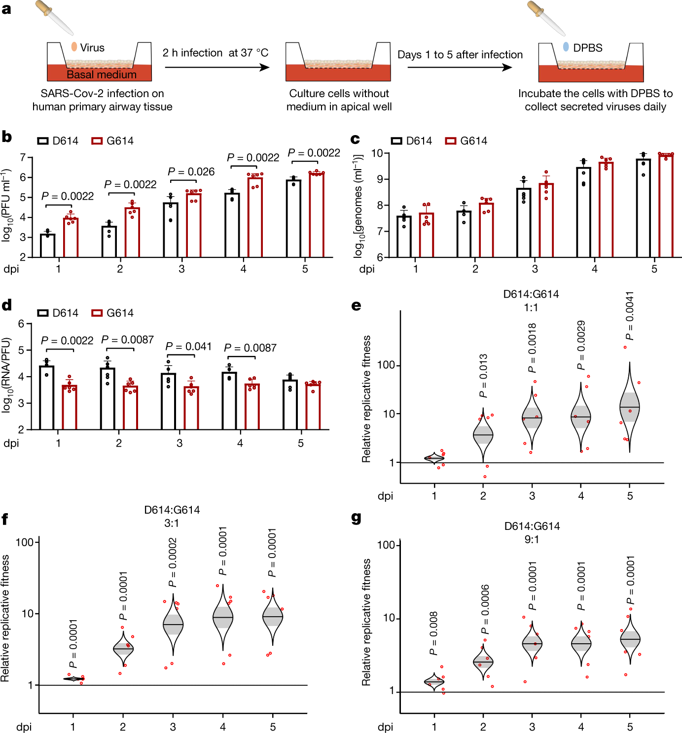 Fig. 3: Spike D614G substitution enhances SARS-CoV-2 replication in primary human airway tissues.