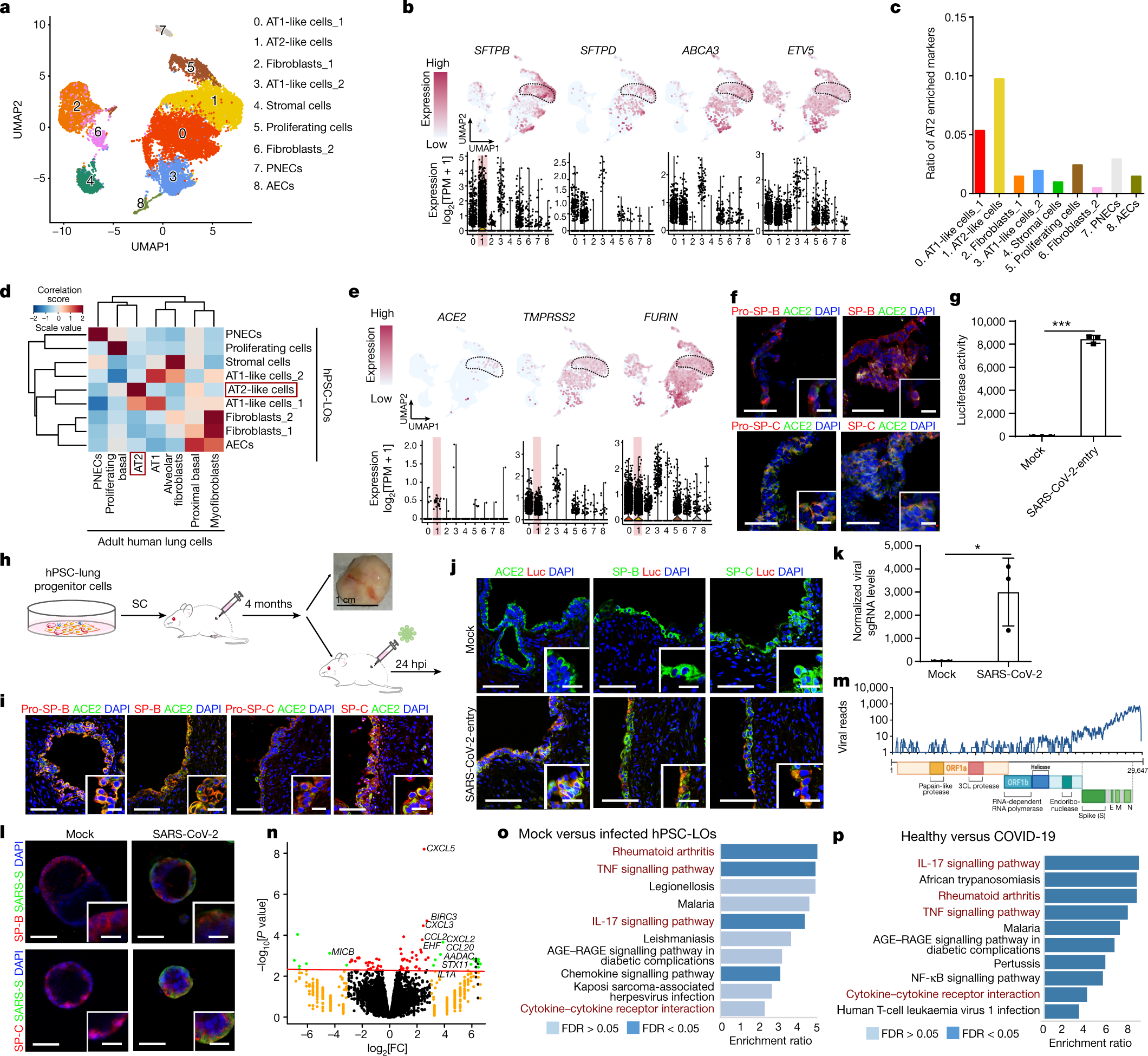 Fig. 1: hPSC-LOs are permissive to SARS-CoV-2 infection both in vitro and in vivo.