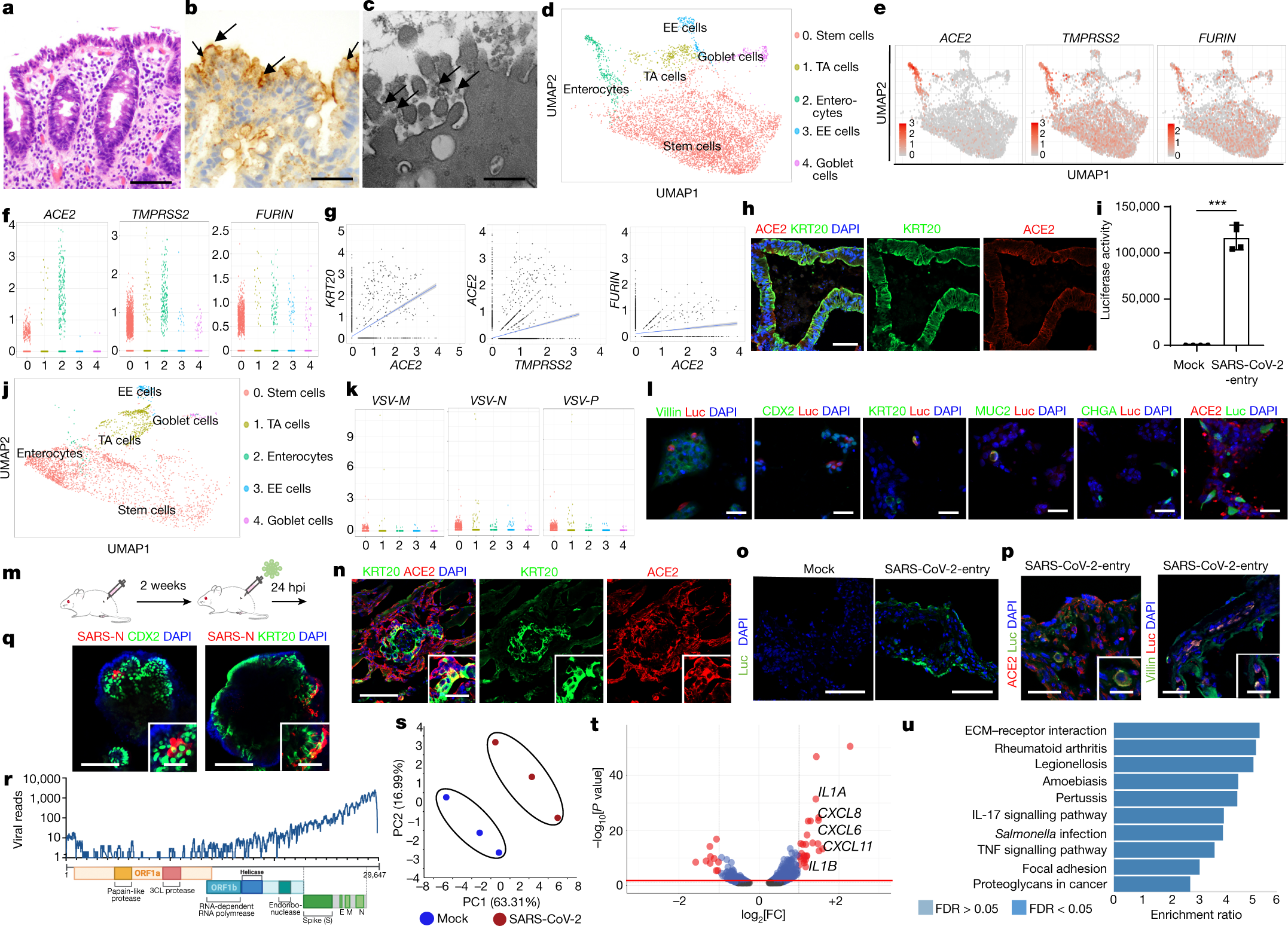 Fig. 2: hPSC-COs are permissive to SARS-CoV-2 infection.
