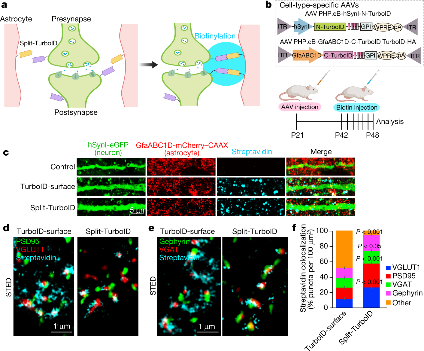 Chemico-genetic discovery of astrocytic control of inhibition in vivo |  Nature