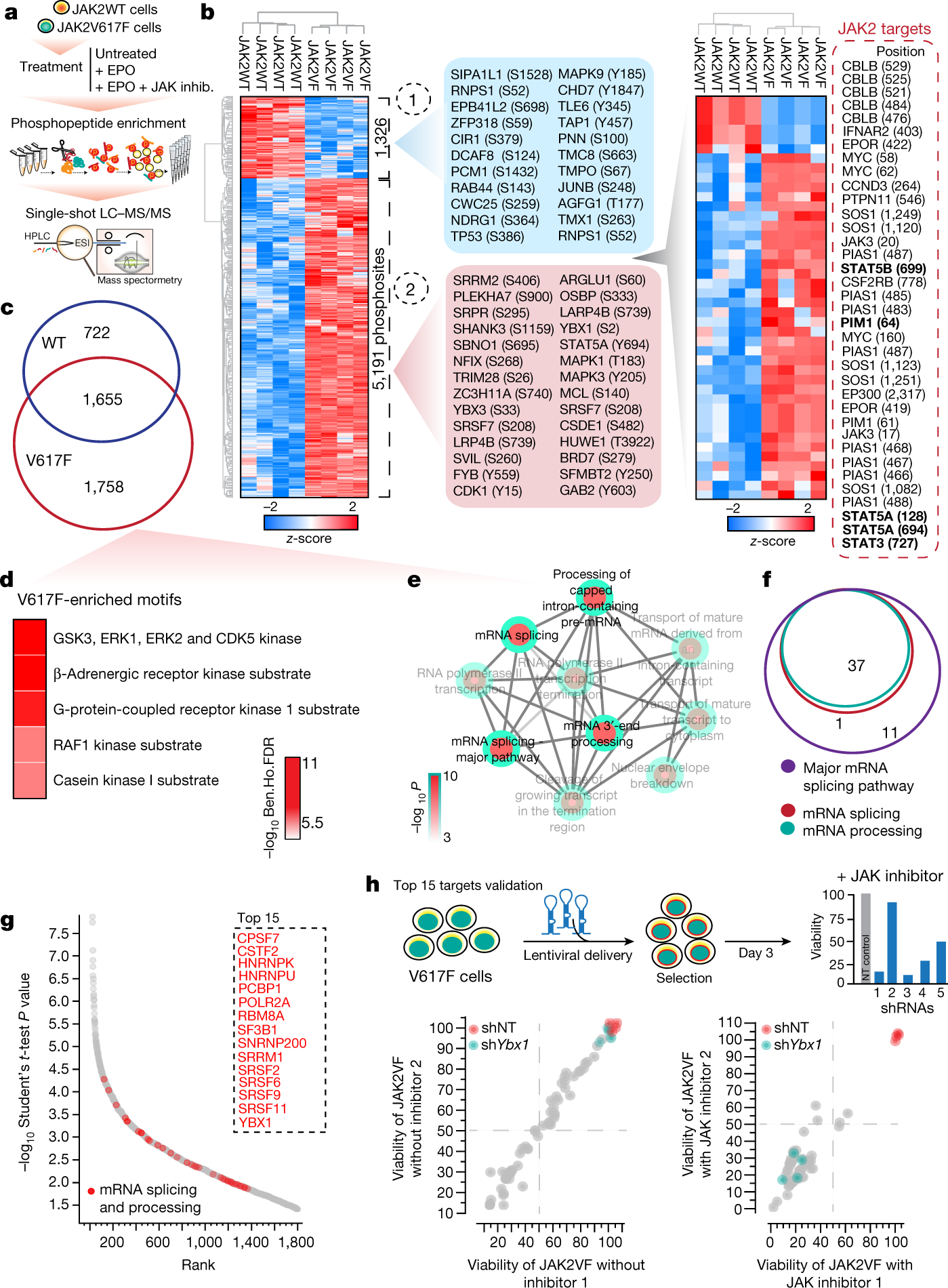 Splicing factor YBX1 mediates persistence of JAK2-mutated neoplasms | Nature