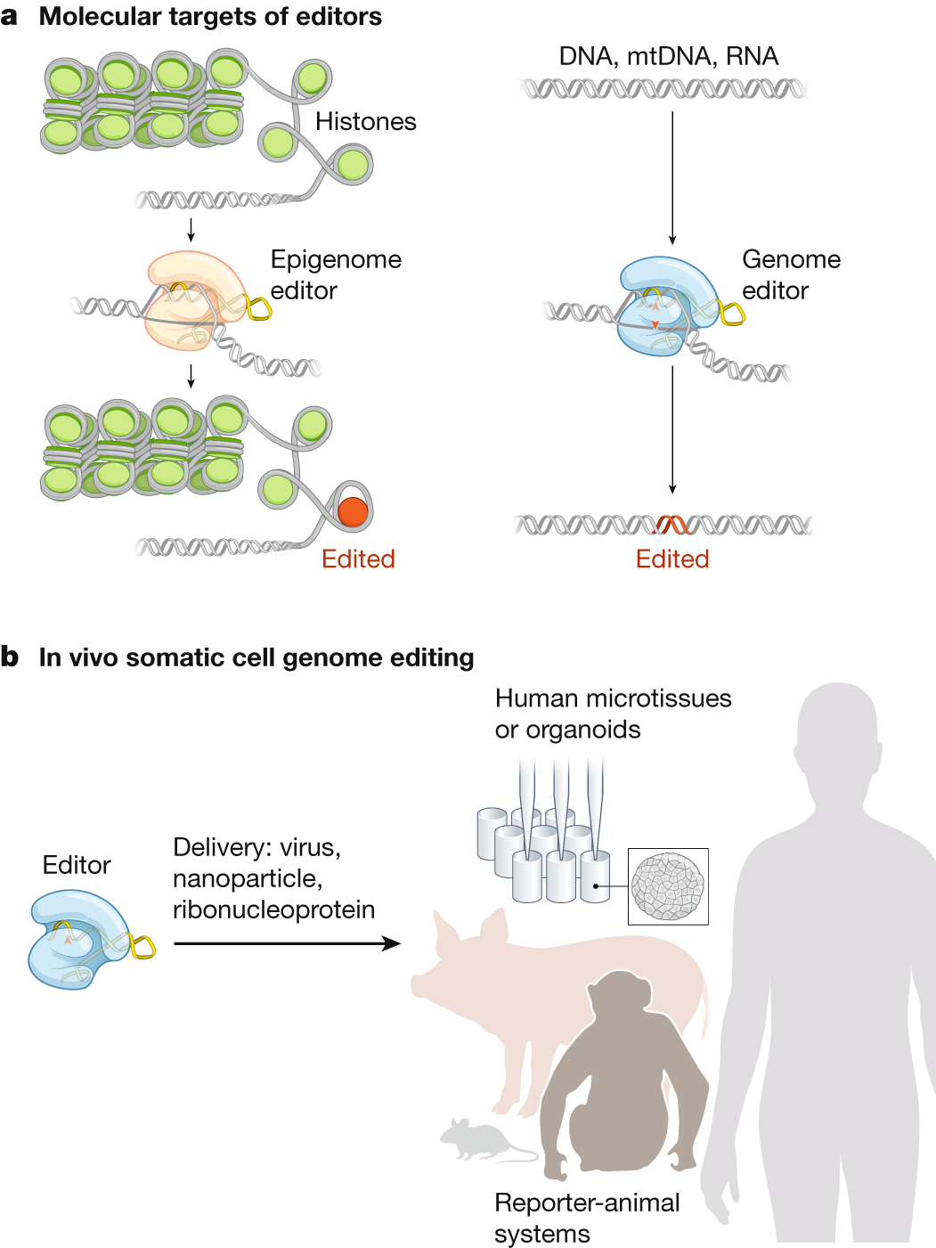 somatic cell diagram