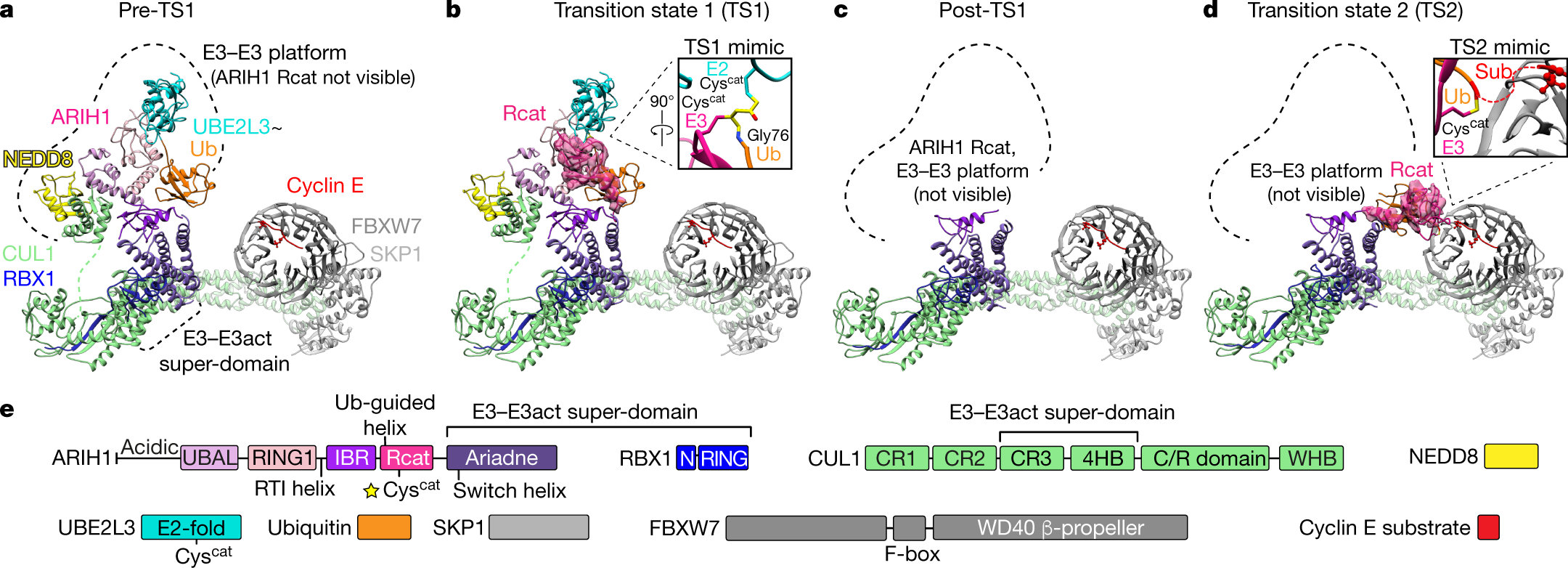 Ubiquitin ligation to F-box protein targets by SCF–RBR E3–E3 super-assembly  | Nature