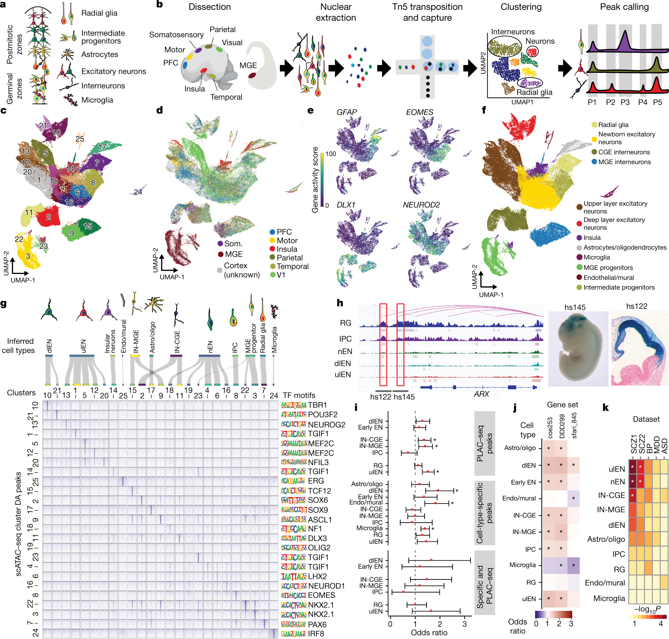 Single-nucleus RNA and ATAC sequencing reveals the impact of
